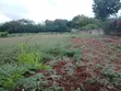 Mtwapa - Kikambala Beach Plot for Sale - 2