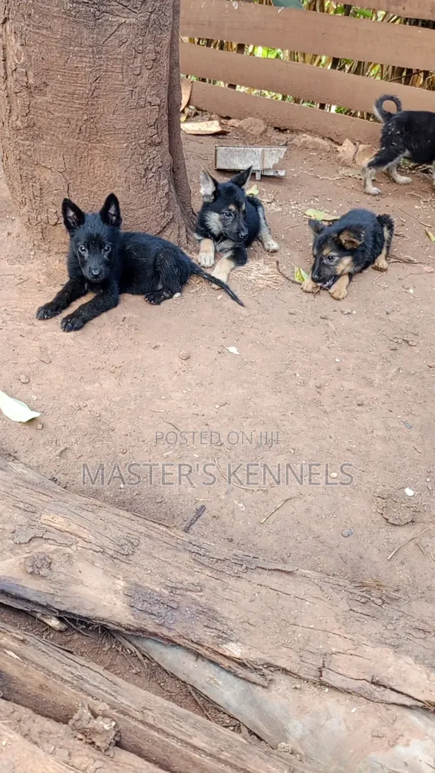 1-3 Month Male Purebred German Shepherd - 1