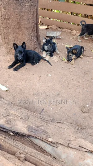 1-3 Month Male Purebred German Shepherd