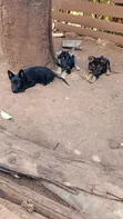 1-3 Month Male Purebred German Shepherd - 2
