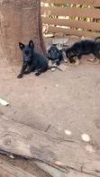 1-3 Month Male Purebred German Shepherd - 3