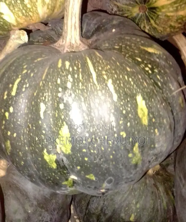 Fresh Ripe Pumpkins - 1