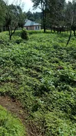 Bungalow ya Vyumba 5 Inauzwa Karibu na Githunguri, Karau - 4