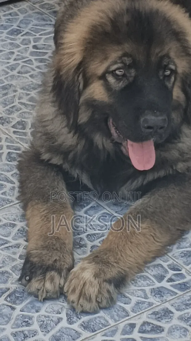 Purebred Caucasian Shepherd Puppy (1-3 Months) - 1