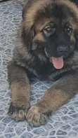 Purebred Caucasian Shepherd Puppy (1-3 Months) - 1