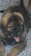Purebred Caucasian Shepherd Puppy (1-3 Months) - 2