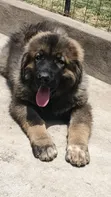 Purebred Caucasian Shepherd Puppy (1-3 Months) - 3