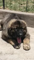 Purebred Caucasian Shepherd Puppy (1-3 Months) - 4