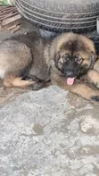 Purebred Caucasian Shepherd Puppy (1-3 Months) - 5
