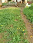 Land for Sale near Busia-Kisumu Highway, Burumba - 4