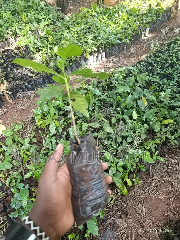 SL 28 Root Stalk for Grafting - 1