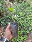 SL 28 Root Stalk for Grafting - 2