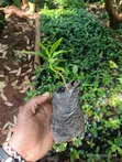 SL 28 Root Stalk for Grafting - 3