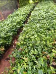 SL 28 Root Stalk for Grafting - 4