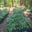 SL 28 Root Stalk for Grafting - 5