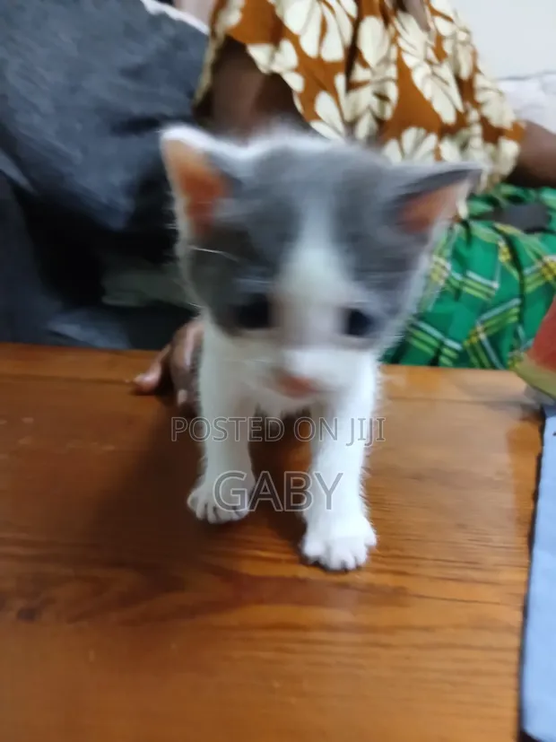 1-3 Month Female Mixed Breed Cat - 1
