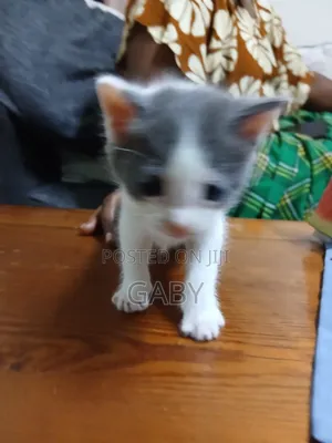 1-3 Month Female Mixed Breed Cat