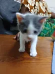 1-3 Month Female Mixed Breed Cat - 1