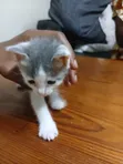 1-3 Month Female Mixed Breed Cat - 2