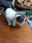 1-3 Month Female Mixed Breed Cat - 3