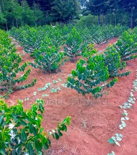 Grafted Coffee Seedlings - 1