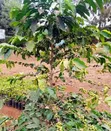 Grafted Coffee Seedlings - 2