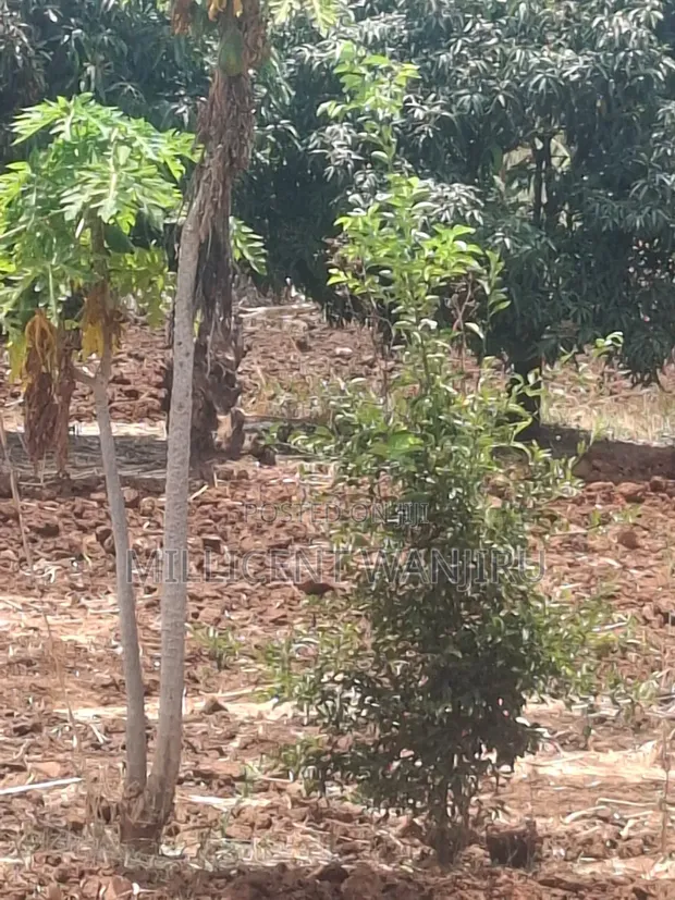 50x100 Plot for Sale in Makuyu - 1