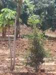 50x100 Plot for Sale in Makuyu - 1