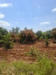 50x100 Plot for Sale in Makuyu - 2