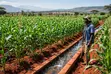 Farmland for Sale in Mboghoni, Taveta - 1