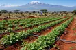 Farmland for Sale in Mboghoni, Taveta - 2