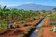 Farmland for Sale in Mboghoni, Taveta - 4