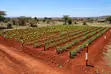 Farmland for Sale in Mboghoni, Taveta - 5