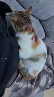 Female Mixed Breed Cat, 6-12 Months - 2
