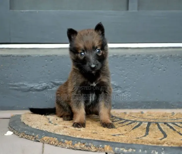 Purebred Belgian Malinois Puppy (1-3 Months) - 1