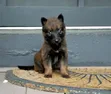 Purebred Belgian Malinois Puppy (1-3 Months) - 1