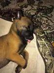 Purebred Belgian Malinois Puppy (1-3 Months) - 2