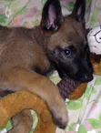 Purebred Belgian Malinois Puppy (1-3 Months) - 3