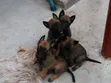 Purebred Belgian Malinois Puppy (1-3 Months) - 4