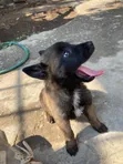 Purebred Belgian Malinois Puppy (1-3 Months) - 5
