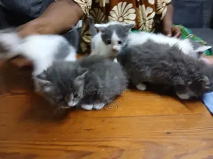 Female Mixed Breed Cat (1-3 Months)