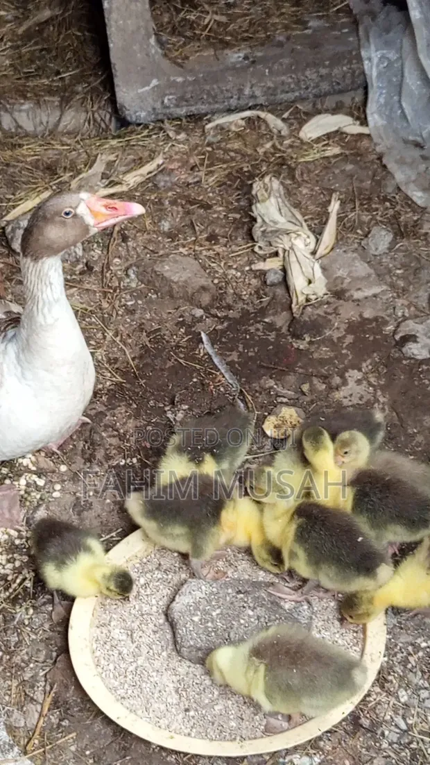 Geese for Sale - 1