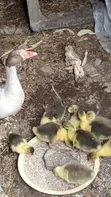 Geese for Sale - 1