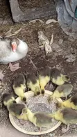 Geese for Sale - 2