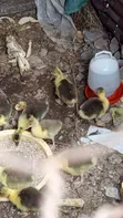 Geese for Sale - 3