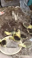 Geese for Sale - 4