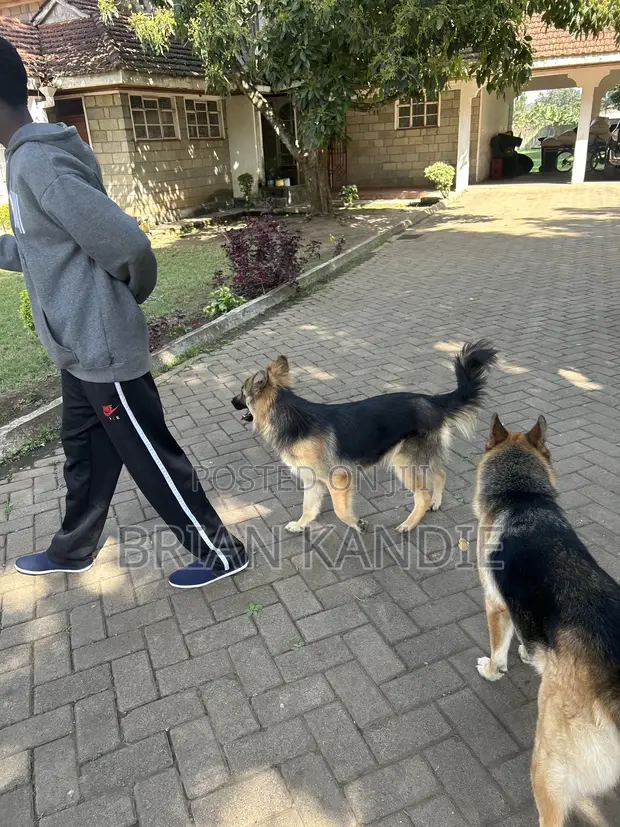 Purebred German Shepherd Puppy - 6-12 Months - 1