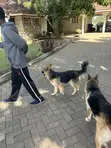 Purebred German Shepherd Puppy - 6-12 Months - 1