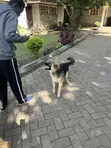 Purebred German Shepherd Puppy - 6-12 Months - 2
