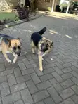 Purebred German Shepherd Puppy - 6-12 Months - 3
